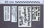 Etikette zu Eudicronychus congoensis (NHMW-ZOO-COL-0008504)